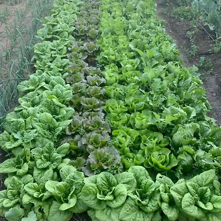 فندق Torre Sant'angelo